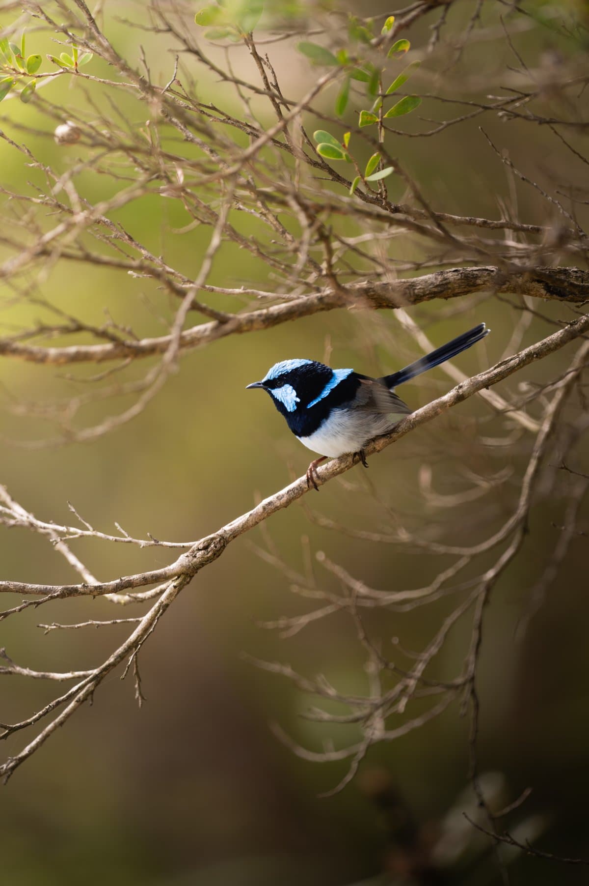 Sydney Wildlife