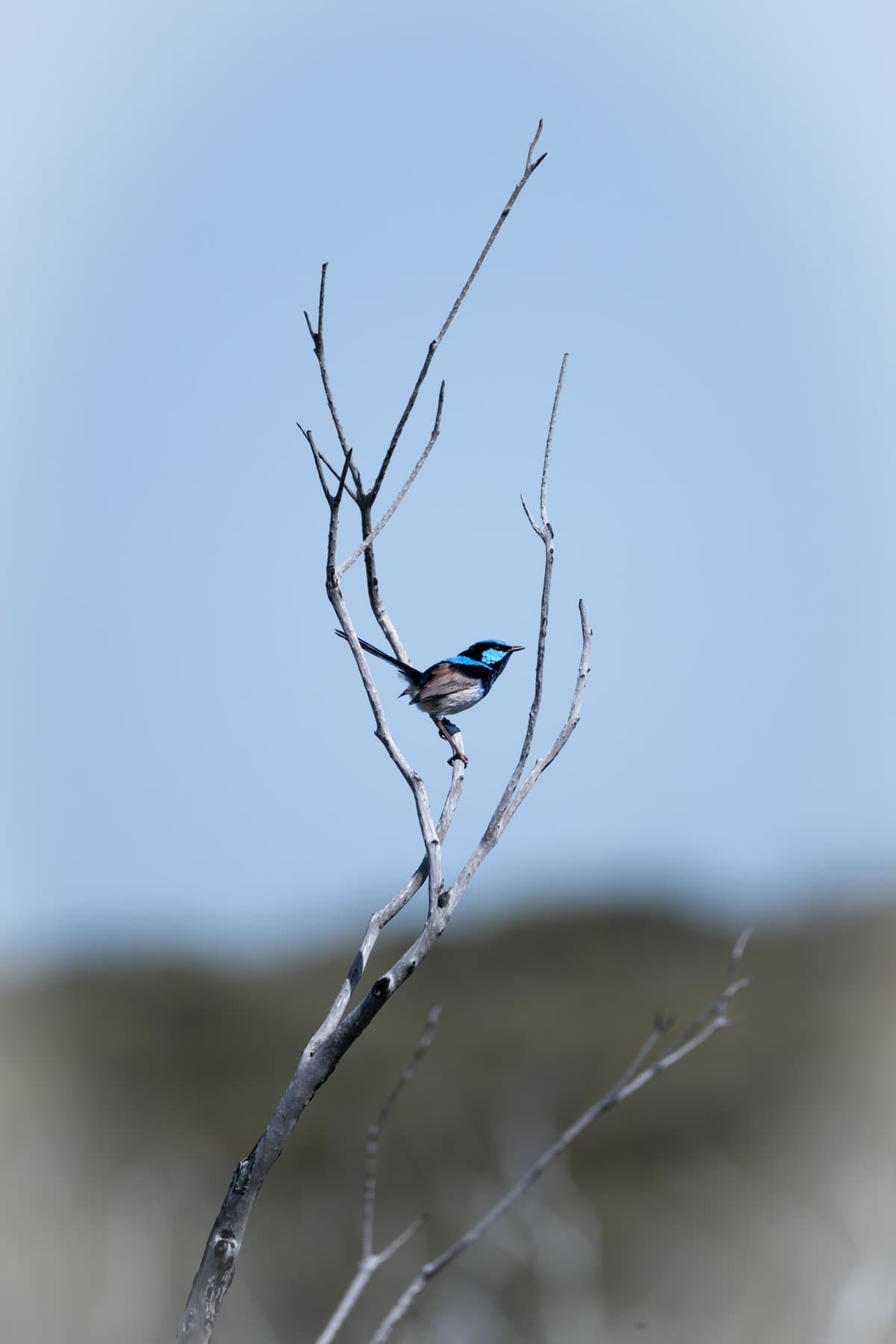 Superb Fairy Wren