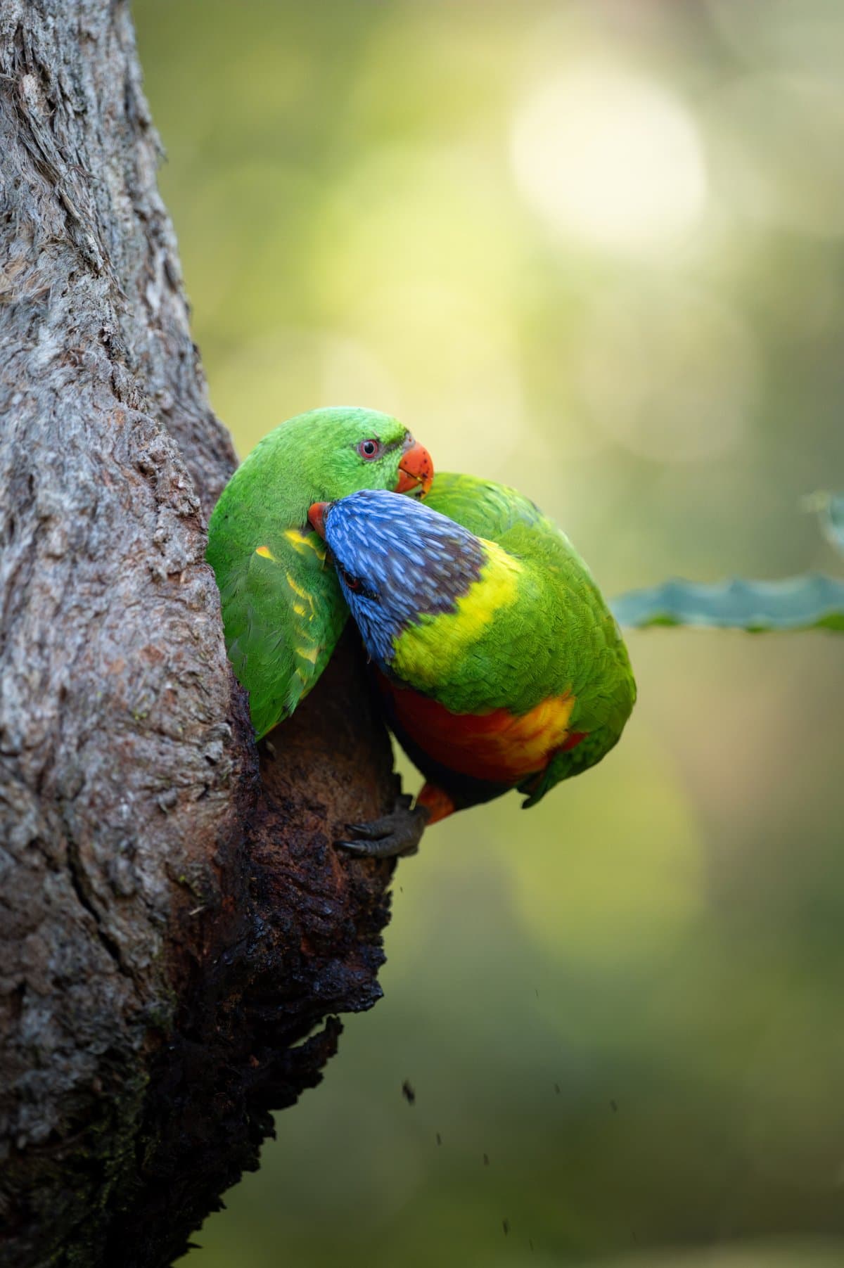 Sydney Wildlife