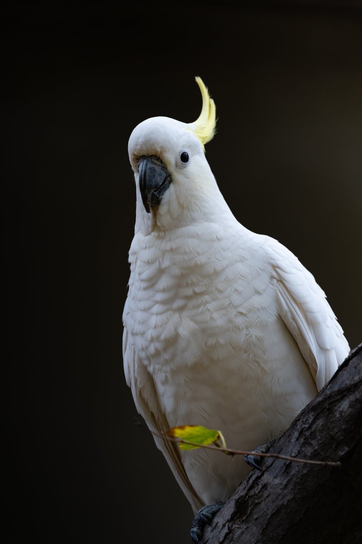 Sulphur Crested Portrait