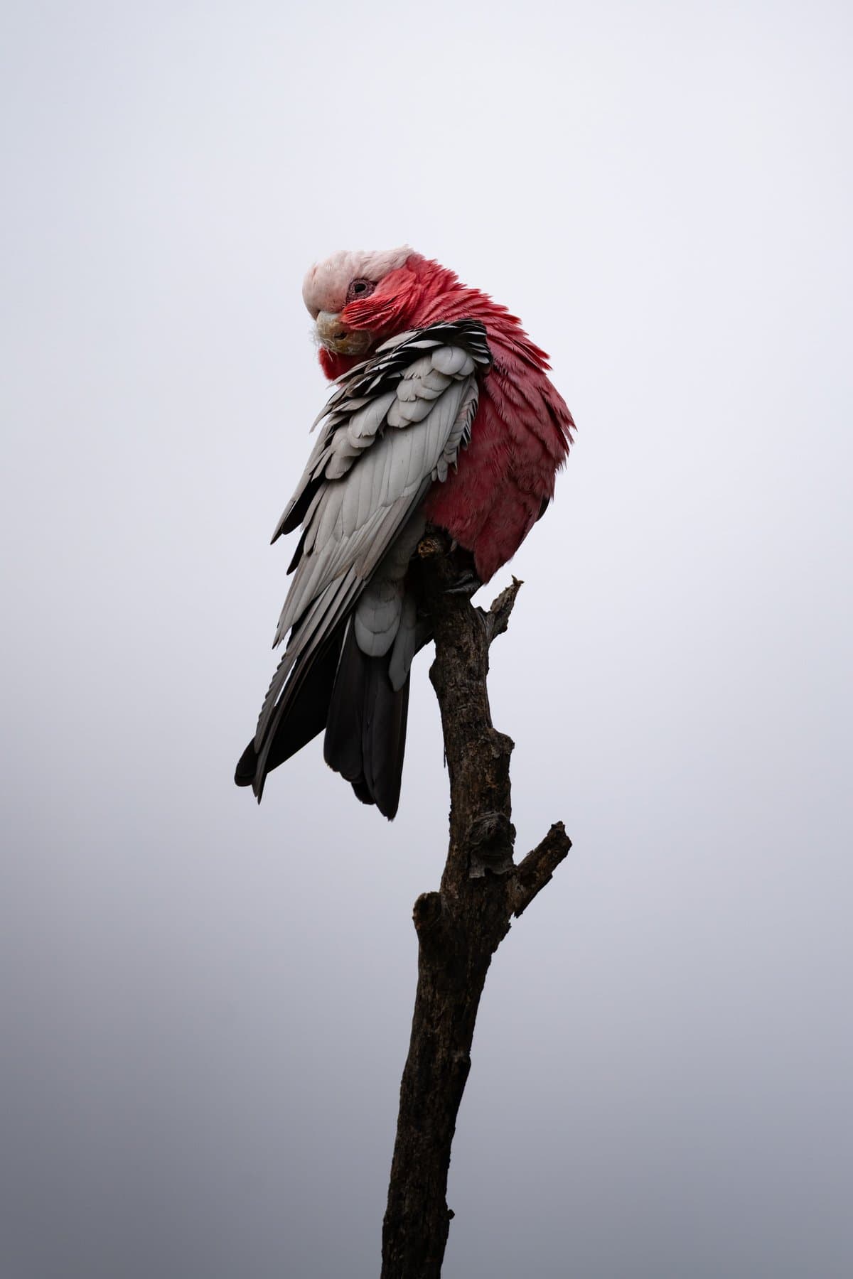 Galah