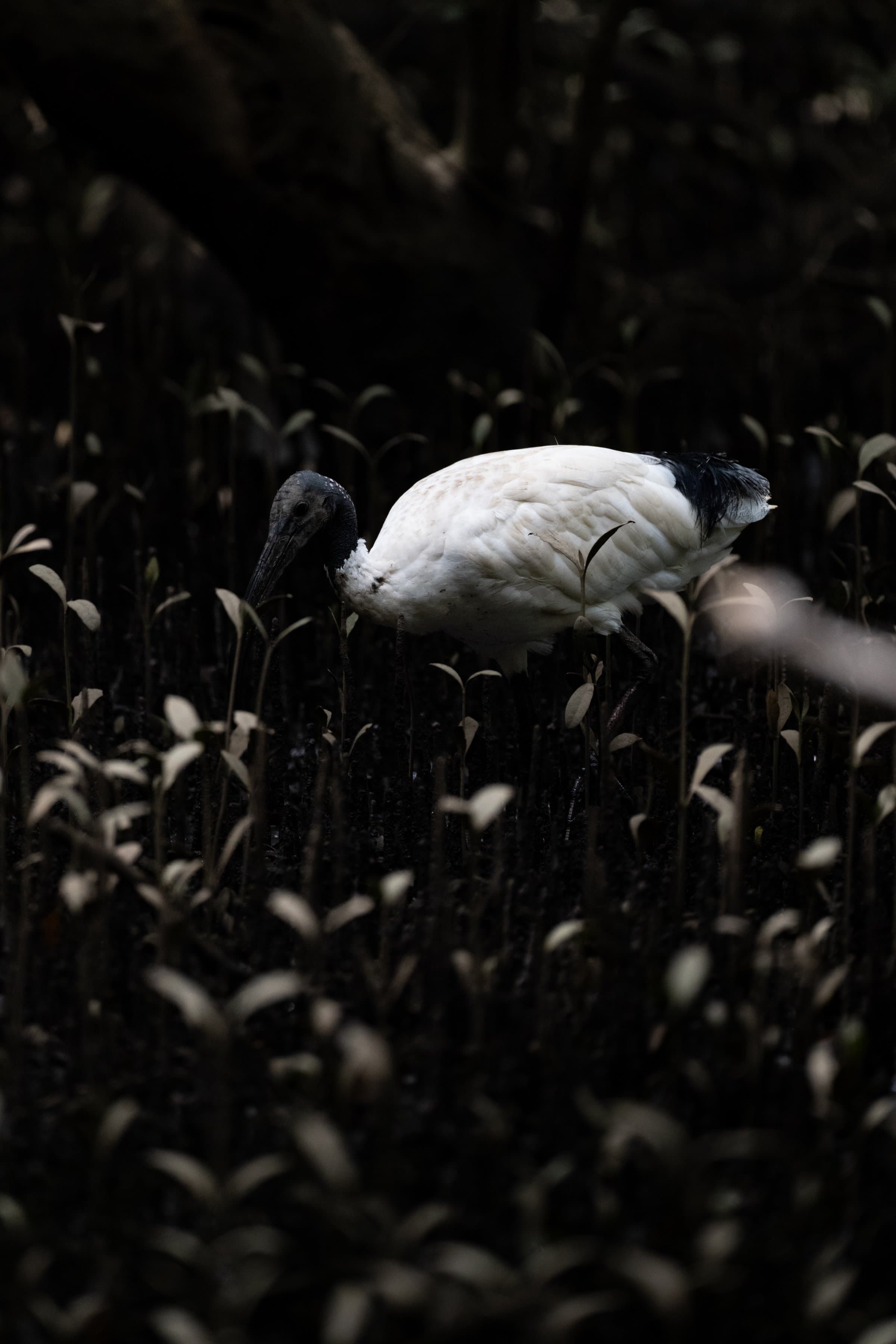 Morning Ibis